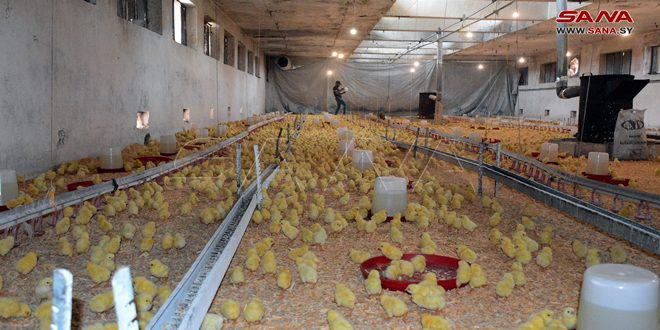 منشأة دواجن اللاذقية تعود إلى العمل