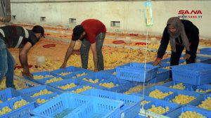 منشأة دواجن اللاذقية تعود إلى العمل