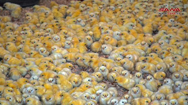 منشأة دواجن اللاذقية تعود إلى العمل