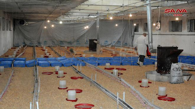 منشأة دواجن اللاذقية تعود إلى العمل