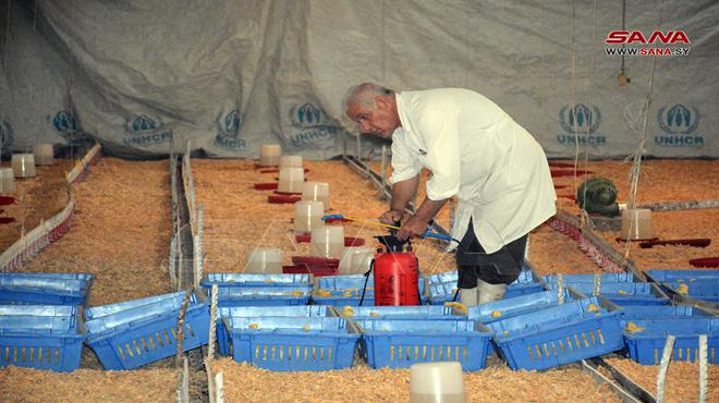 منشأة دواجن اللاذقية تعود إلى العمل