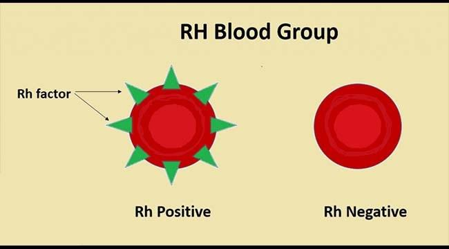 صورة توضح عامل ريسوس 