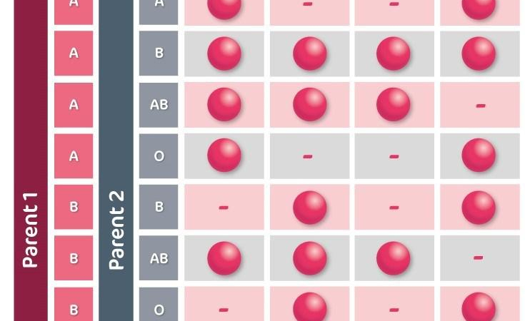 رسم يوضح النتائج المحتملة لفصائل الدم لدى الأطفال