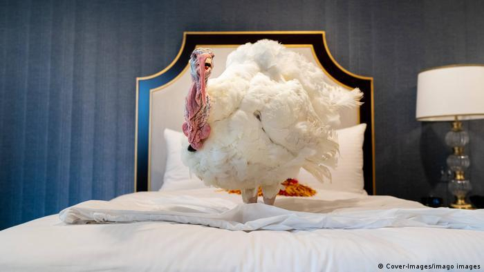 الديك الرومي له مدلول كبير في الثقافة الأمريكية فيما يعرف بـعيد الشكر في نوفمبر/ تشرين الثاني من كل عام