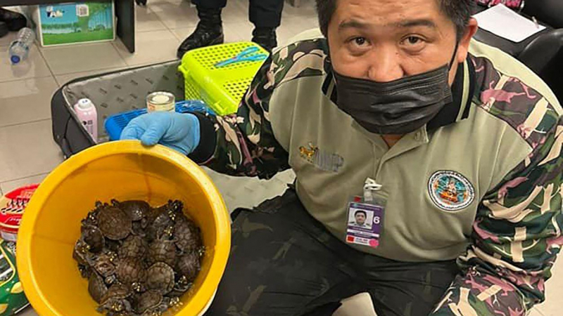 نشرت هيئة المنتزهات الطبيعية في تايلاند هذه الصورة التي تظهر أحد المسؤولين يحمل مجموعة من صغار السلاحف المصادرة من حقيبة مسافر في مطار بانكوك بتاريخ 27 يونيو 2022 