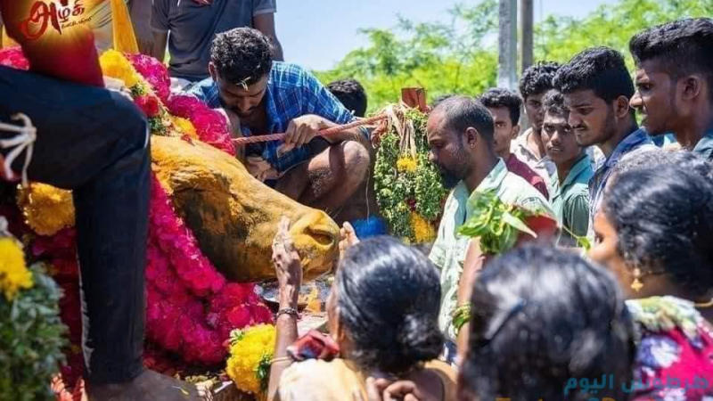 الهند تعلن الحداد ثلاثة أيام على روح البقرة حنتوس