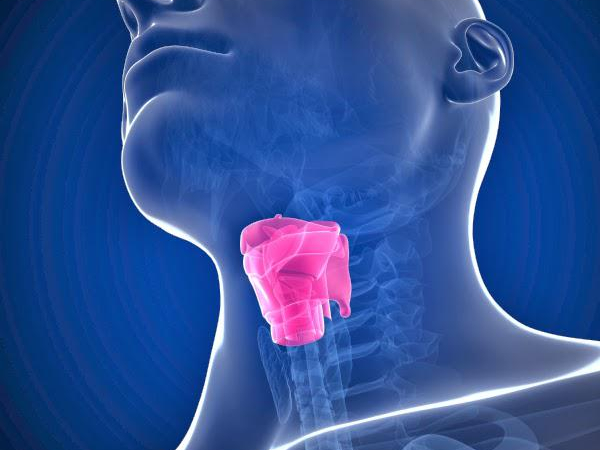 الحنجرة أو صندوق الصوت: التشريح والوظيفة والاضطرابات