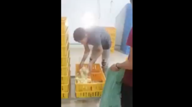 أول تحرك في مصر بعد فيديو إعدام الكتاكيت