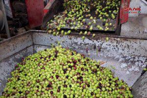 أمثال شعبية تجسد أهمية وفوائد زيت الزيتون في درعا