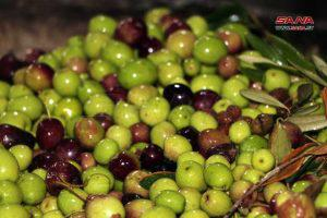 أمثال شعبية تجسد أهمية وفوائد زيت الزيتون في درعا