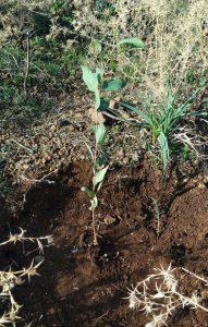 حراج طرطوس: زراعة نحو 300 غرسة ضمن حملة التشجير في بانياس