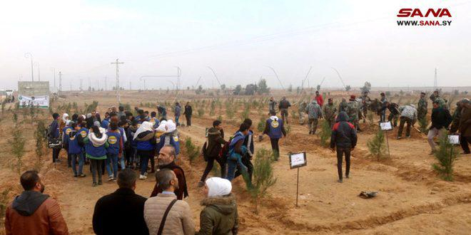 احتفالاً بعيد الشجرة… زراعة 3 آلاف شجرة حراجية بدير الزور