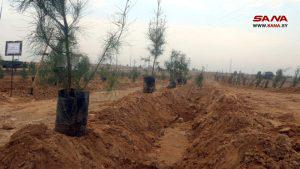 احتفالاً بعيد الشجرة… زراعة 3 آلاف شجرة حراجية بدير الزور