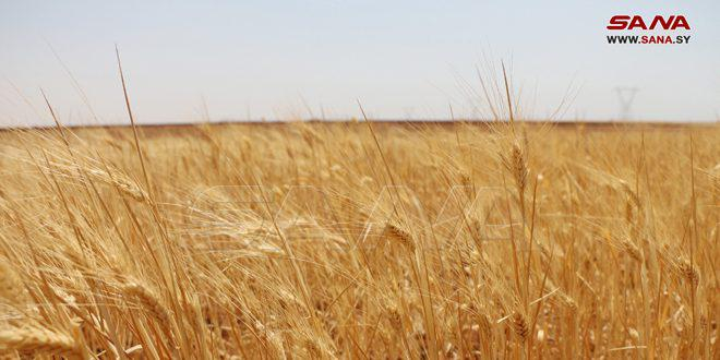 مؤسسة إكثار البذار تحدد 10 مراكز لاستلام محصولي القمح والشعير في عدة محافظات