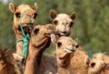 البيغو لايف وتيكتوك.. مسموح للشباب ممنوع على البنات السوريات