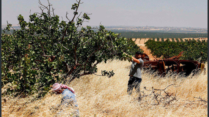 مصادرة أراضي المهجّرين من معان بريف حماة .. وتغيير ديمغرافي على أساس طائفي