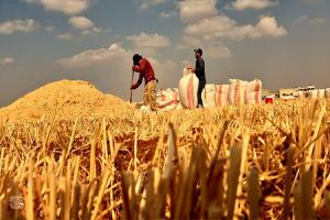 تمديد استلام القمح في سوريا لثلاثة أيام إضافية استجابةً لمطالب الفلاحين