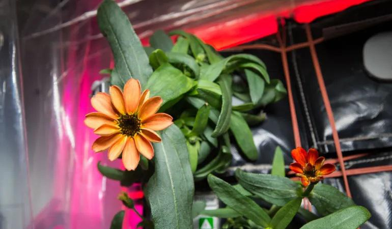 زينيا هي أول زهرة تتفتح في الفضاء (ناسا).jpg