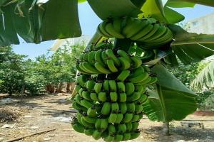 بزنس 2 بزنس ينشر بالأرقام: الموز السوري يُباع بأقل من قيمته الحقيقية في أسواق الهال