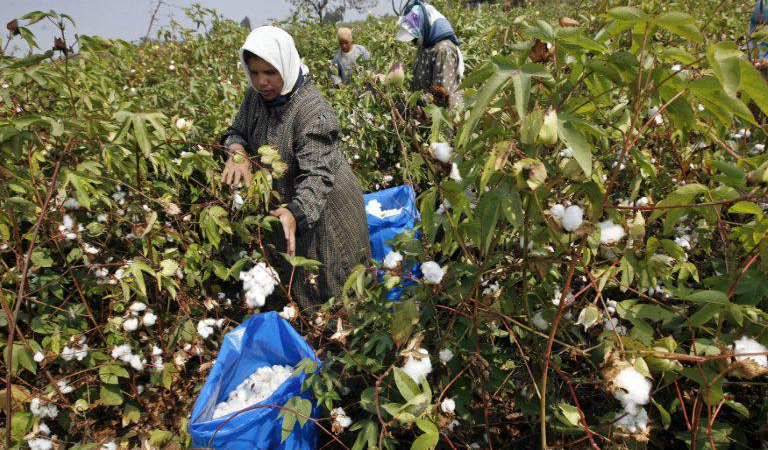 AFP__20090930__Nic390289__v4__MidRes__DouniamagEgyptEconomyCotton.jpg