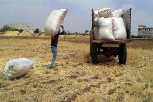 أزمة الأعلاف في سوريا: توقف المجففات يهدد الثروة الحيوانية ويزيد الاعتماد على الاستيراد