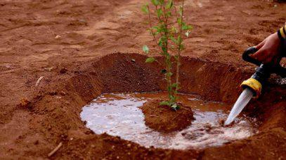 حلب تطلق فعالية زرع 50 ألف غرسة على طريق مطار حلب الدولي