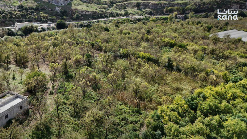 DJI 20261015134805 0027 D رمان دركوش.. محصول وفير يواجه تحديات التسويق وتكاليف الإنتاج