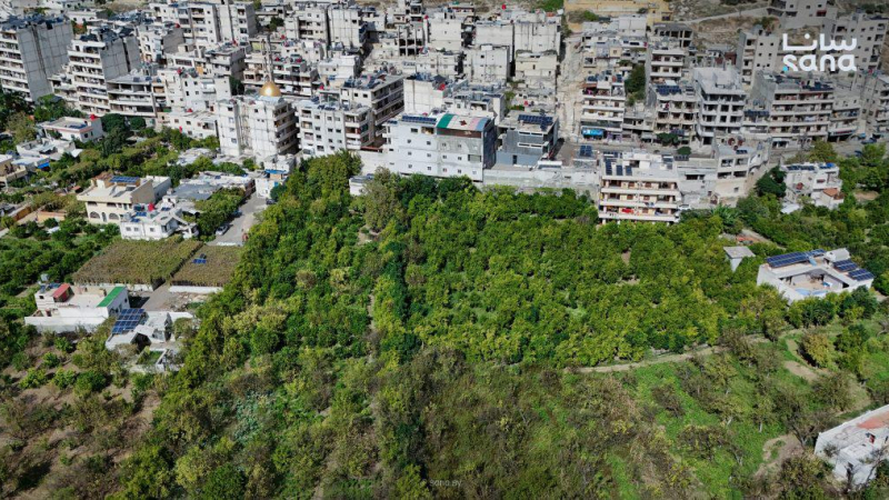 DJI 20261015134858 0031 D رمان دركوش.. محصول وفير يواجه تحديات التسويق وتكاليف الإنتاج
