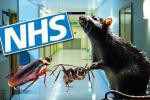 الجرذان والصراصير تغزو المستشفيات الإنجليزية