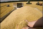 خبير زراعي: التصريحات الرسمية حول القمح ليست مستندة إلى أسس علمية!