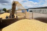 توقعات بإنتاج نحو مليوني طن من القمح في سوريا للموسم الحالي