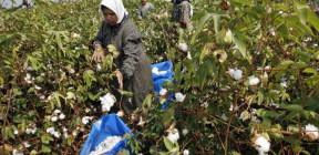 أغاني الريف في مصر... حالها من حاله