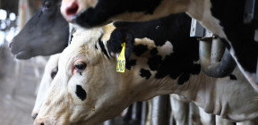 2026 تحت تهديد الفيروسات: ما الذي يترقبه خبراء الأوبئة؟