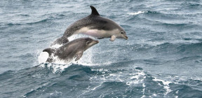 الدلافين تستخدم لغة الأطفال وتنادي بعضها بعضا بـ"الأسماء"