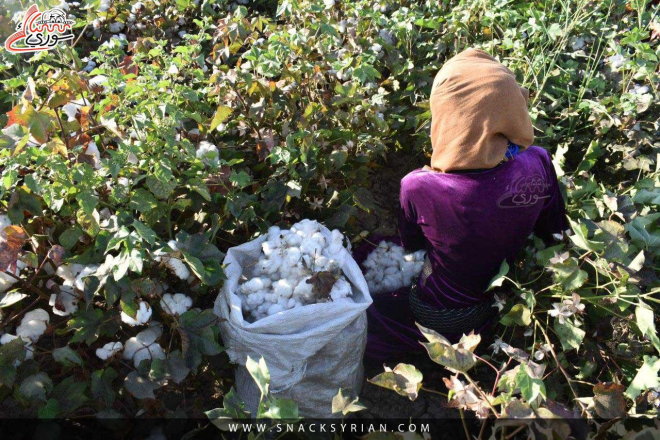 ماذا تعرفون عن الرقة؟.. المحافظة المثقلة بالحرب والموارد والانقسام