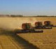 الهند تدرس السماح بتصدير القمح للسعودية والإمارات رغم حظرها تصدير هذه السلعة