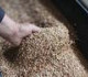تقرير يكشف المشاكل التي تواجه مستوردي الحبوب من روسيا