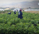 المرأة الريفية في سوريا.. جهود لتعزيز التمكين الاقتصادي وتطوير ‏المشروعات الإنتاجية