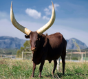 South Africa Ankole Exporters, Suppliers, Importers and Buyers | livestock marketing specialists +27631501216