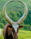 Ankole Bulls for sale | Ankole Female Cow | Ankole Cattle Auctions | Ankole Bulls for Auction +27631501216