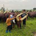 Ankole Cattle For Sale | Ankole Cow For sale | Ankole Breeders Near Me +27631501216 ?