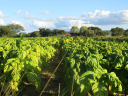 Tobacco Growers | Tobacco Suppliers and Export Near Me Tobacco +27631501216