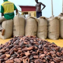 American Cocoa Bean Exporters and Importer Near Me worldwide +27631501216 Conglomerate.